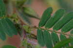 Partridge pea